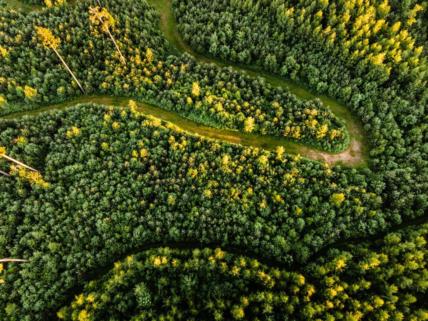 Green forest from above